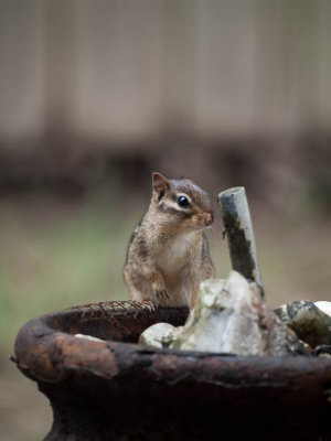 Other Animals
