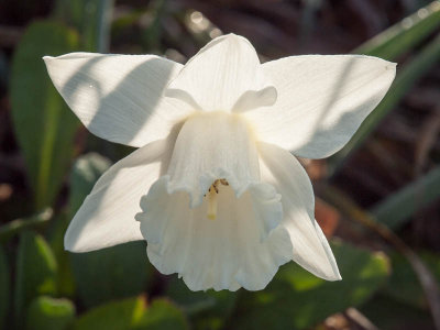 Buttercup