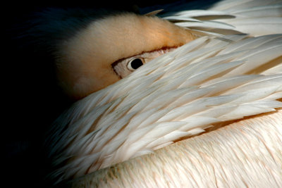 pelikaan.jpg