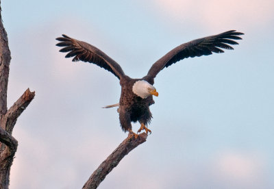 Bald Eagle