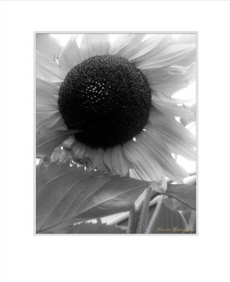 Ethereal Bloom (B&W)