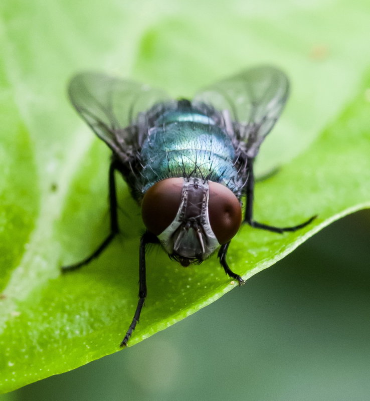 Blow Fly 金蠅