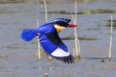 Black-capped Kingfisher 藍翡翠