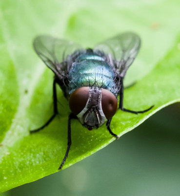 Blow Fly 金蠅