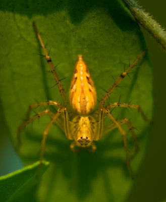 Lynx Spider 貓蛛 Oxyopes sp.