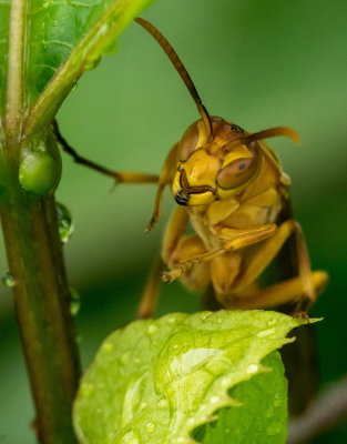 Paper Wasp 印度異腹胡蜂 Parapolybia indica