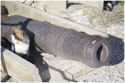 Lots of cats in Greece!