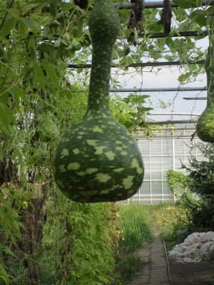 Speckled Swan Amphora.