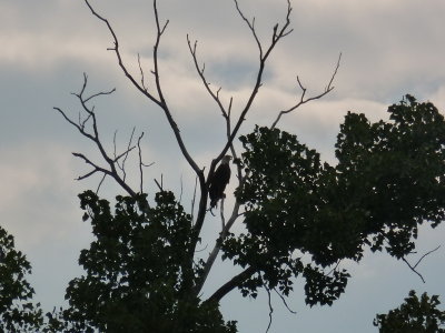Our first eagle sighting after all these years!