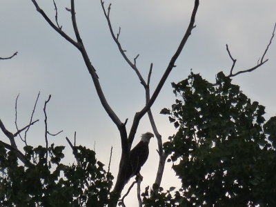 We spotted him in a pond at the edge of the water...