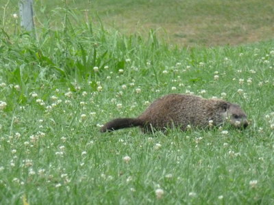 We met a new friend today while sitting at the park - the groundhog was grazing on the clover!
