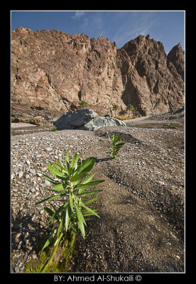 Wadi Al-Abyadh - Nakhal
