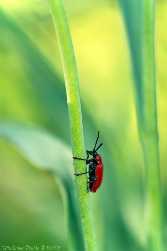 28/5 Lilybeetle, one of my favourite bugs