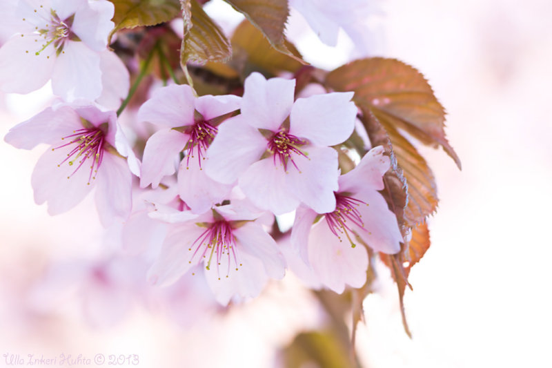 Cherry blossoms from first photowalk with my new D7100