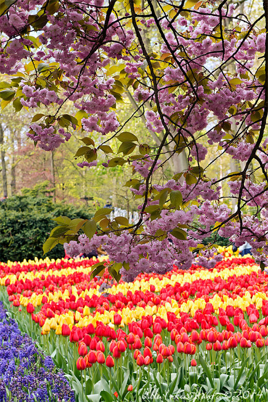 3/5 Editing photos from Keukenhof and Amsterdam