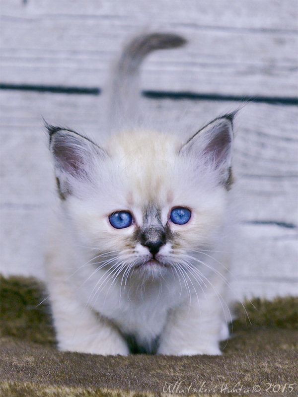 Kattunge 3