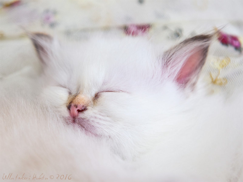 Zzzzzzz.....