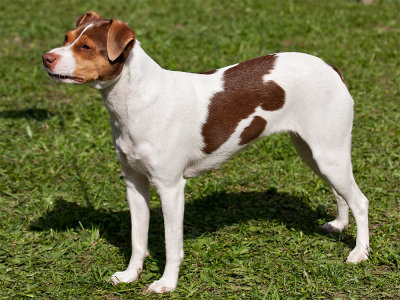 Terrier Brasileiro