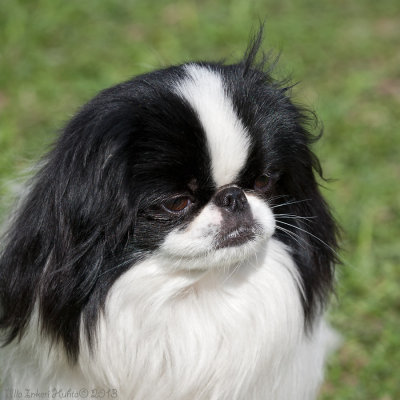 Japanese chin