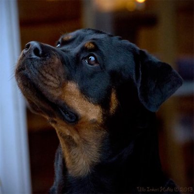 24/5 Fanny, the rottweiler, looking for treats