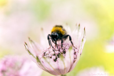 3/7 Bumblebee with attitude