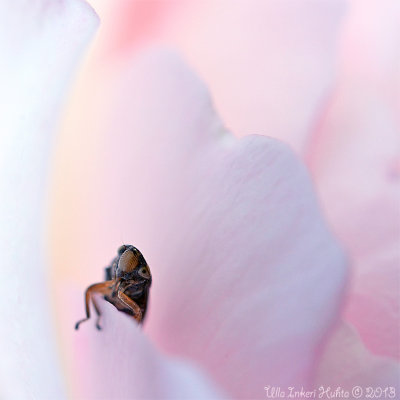 12/7 Tiny rose-loving bug at Rosengrden yesterday.