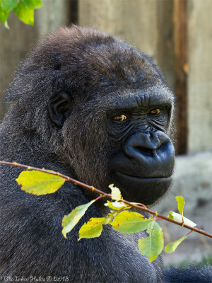 Enzo,western  lowland gorilla