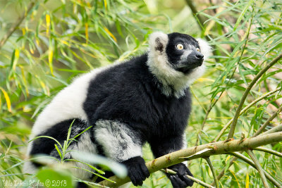 Black-and-white ruffed lemur               