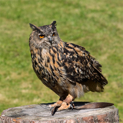 19/8 Eurasian Eagle-Owl Pontus, age 22.                  