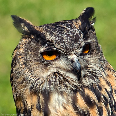  Eurasian Eagle-Owl Pontus , uncropped version                     