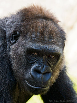 Enzo, western lowland gorilla