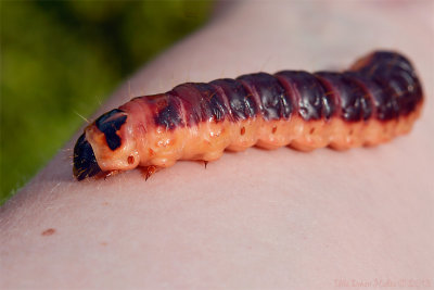 Big caterpillar crawling around on my forearm...