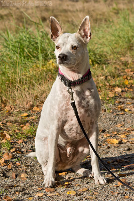 Rambo, one of those Mexican hairless dogbreeds