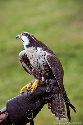 The Laggar Falcon (Falco jugger)                                  