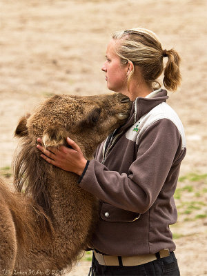 Cuddly camel