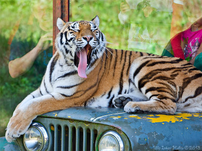 Naptime in Tiger World