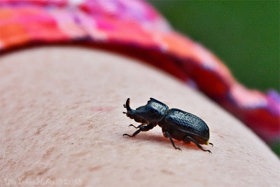 This bug had a little rest on my forearm before it flew on...