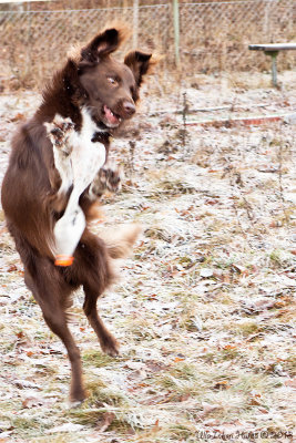 Ozzie, the goofball!