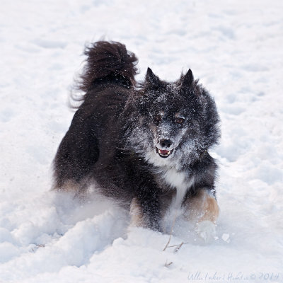 Bjrne, Finnish Lapphund