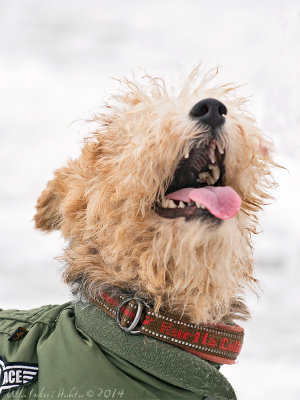 Ella catching snowflakes on her tongue. Maybe ;o)