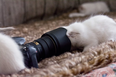 13/4 When photographing kittens, dont forget the lenscleaning-stuff