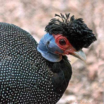 Kenya crested guinea fowl