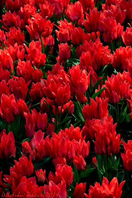 Flaming red tulips, Keukenhof