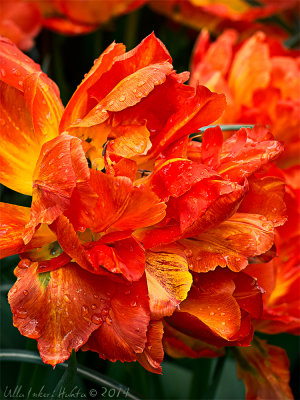 Keukenhof