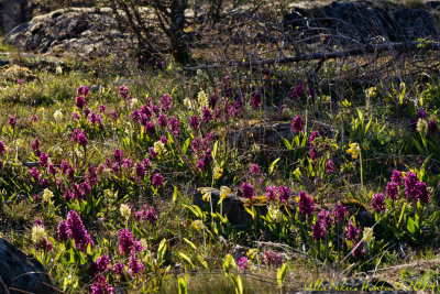 15/5 Elder-flowered Orchids at Fiskaruddens natur reserve                                 