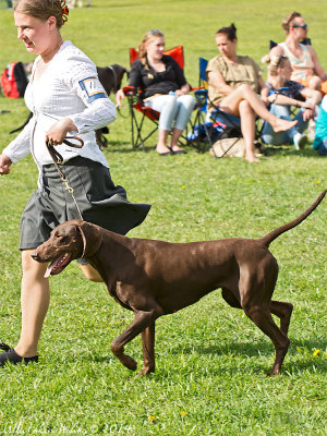 HBKs utstllning 18/5 2014, HBK Dogshow 2014