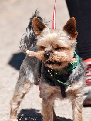 Turbo, the Yorkie, with the best stick in the world.