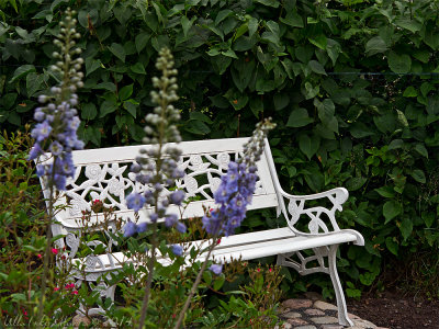 Rose bench overlooking the garden