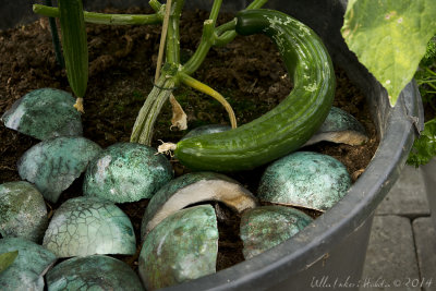 In the greenhouse