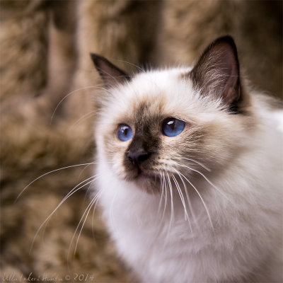 21/10 Photo from Sundays catphotography at Nebulosans cattery in Uppsala.